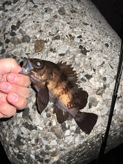 メバルの釣果