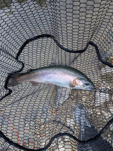 ニジマスの釣果