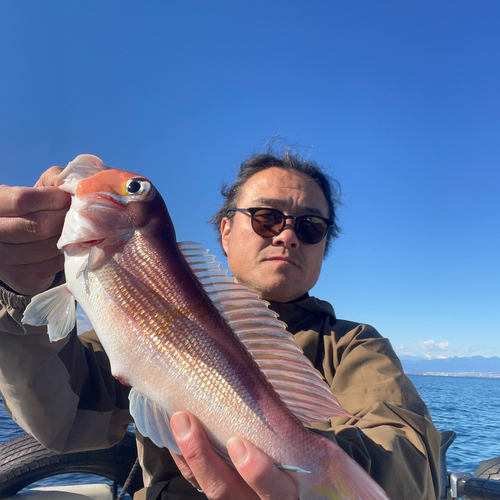 アマダイの釣果