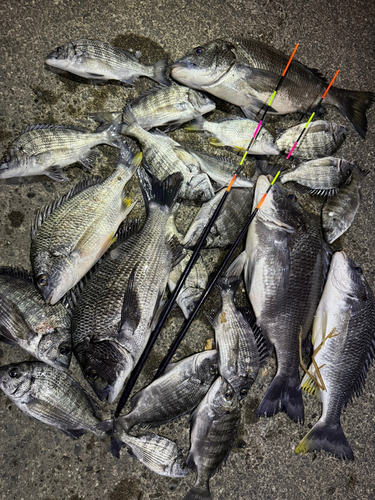 クロダイの釣果