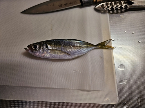 マアジの釣果