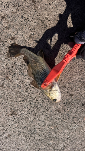 イシモチの釣果