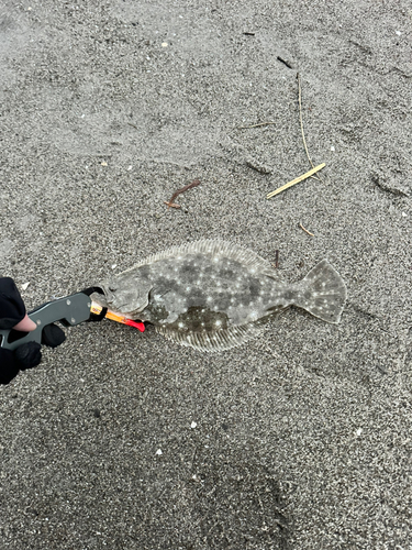 ソゲの釣果