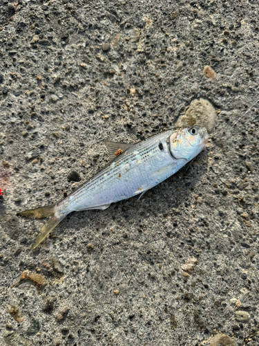 コノシロの釣果