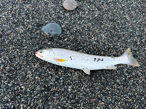 アメマスの釣果