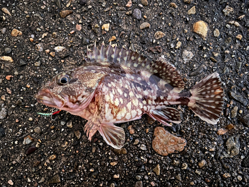 カサゴの釣果