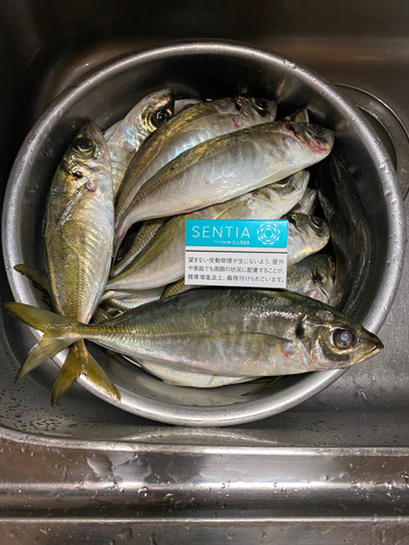 アジの釣果