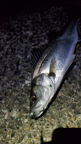 フッコ（マルスズキ）の釣果