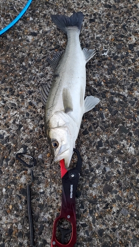 フッコ（マルスズキ）の釣果