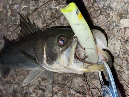 マルスズキの釣果