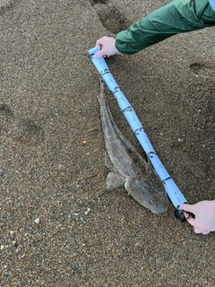 マゴチの釣果