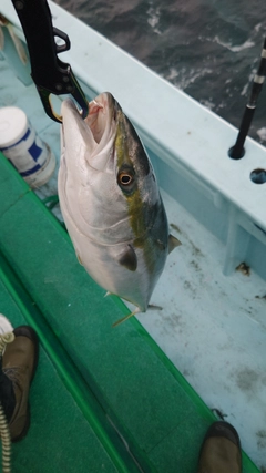 ブリの釣果