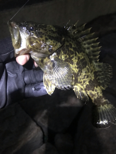 タケノコメバルの釣果