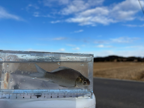 ヘラブナの釣果