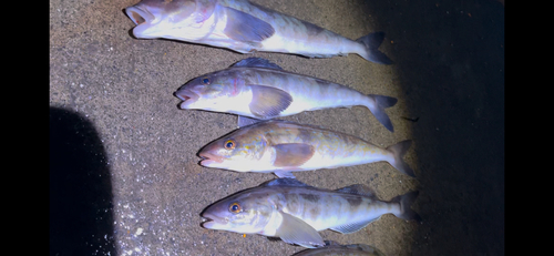 ホッケの釣果