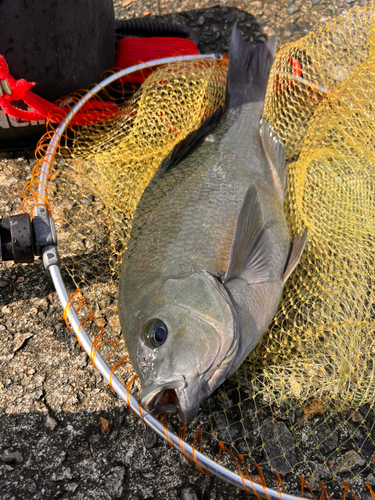 メジナの釣果