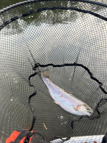 ニジマスの釣果