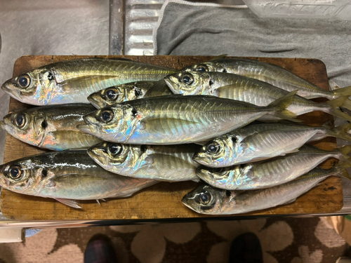 アジの釣果