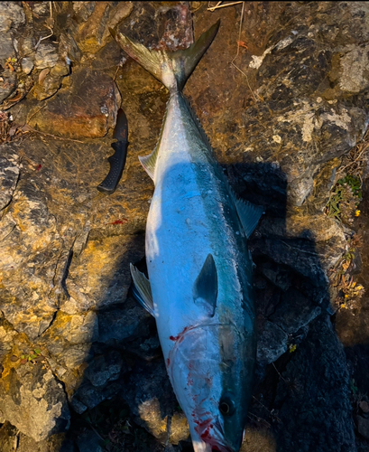 ブリの釣果