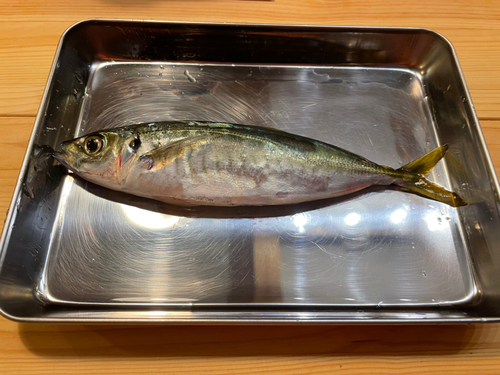 マルアジの釣果