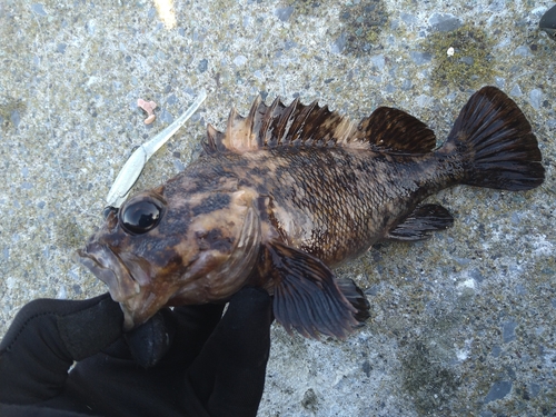 ソイの釣果