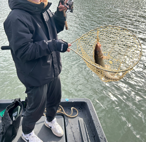 ニゴイの釣果