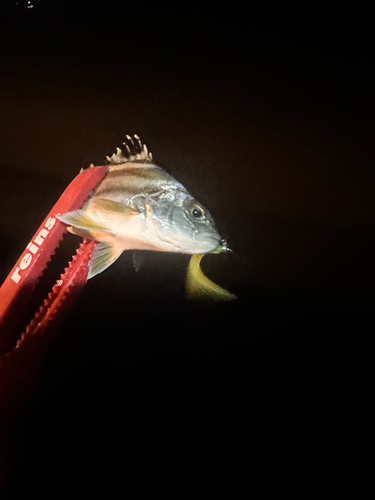 コトヒキの釣果