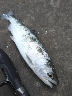 釣果