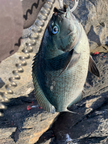 アイゴの釣果