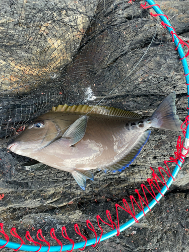 サンノジの釣果