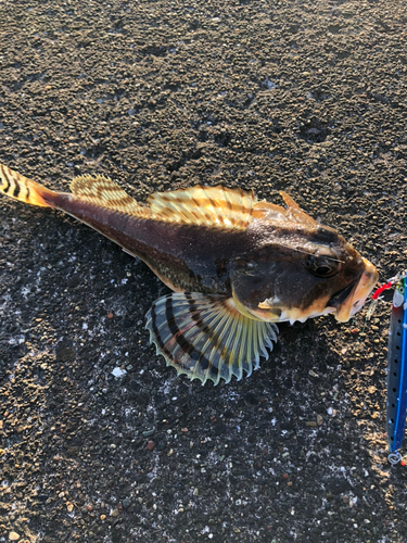 カジカの釣果