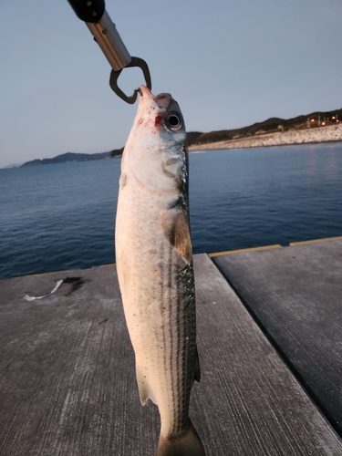 ボラの釣果