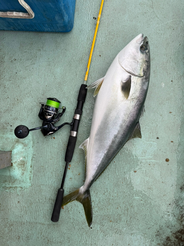 ブリの釣果