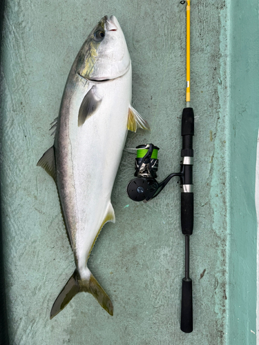 ブリの釣果