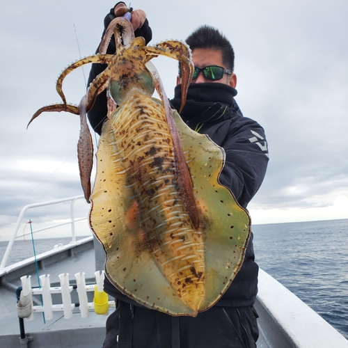 アオリイカの釣果