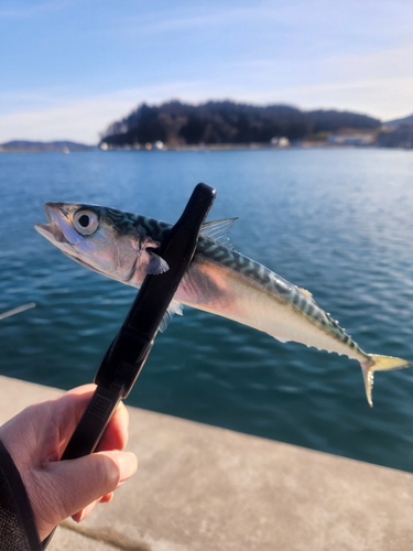 マサバの釣果