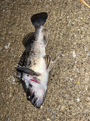 ソイの釣果