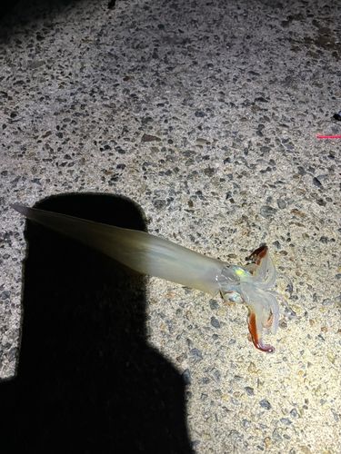 ヤリイカの釣果
