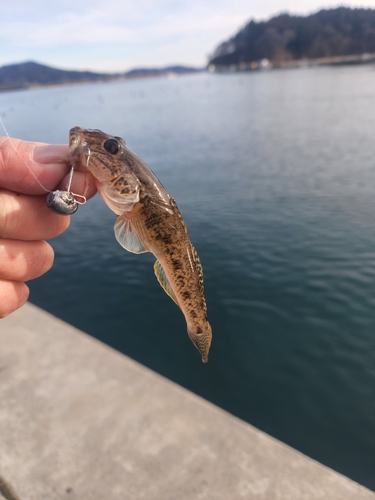 マハゼの釣果