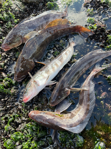 アイナメの釣果