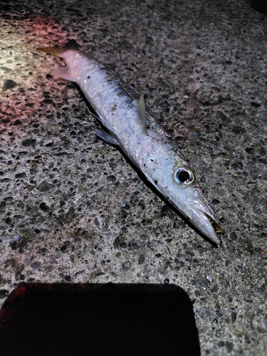 カマスの釣果