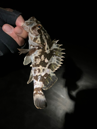 タケノコメバルの釣果