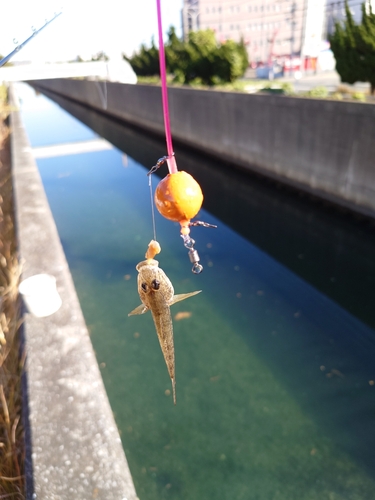 ハゼの釣果