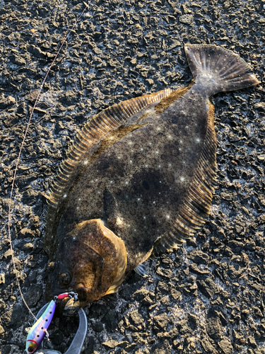 ヒラメの釣果