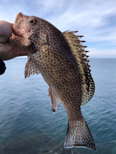 オオモンハタの釣果