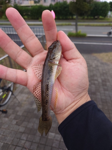 ハゼの釣果