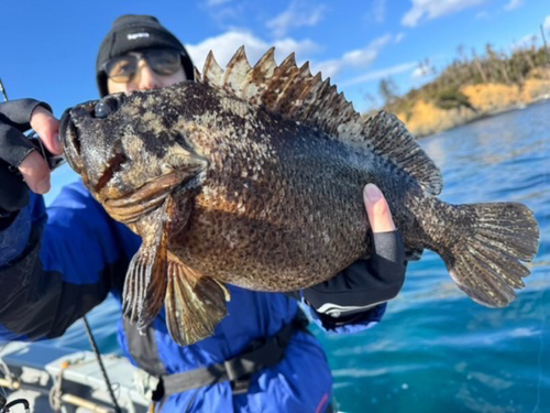 ムラソイの釣果