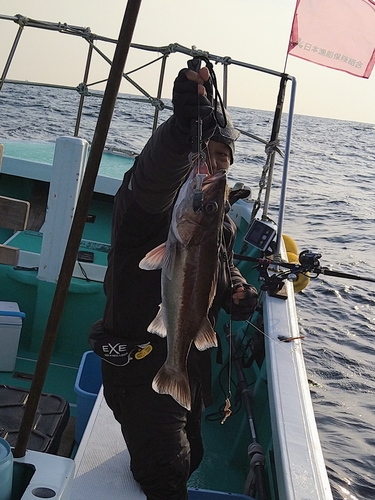 アラの釣果