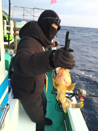 アオハタの釣果