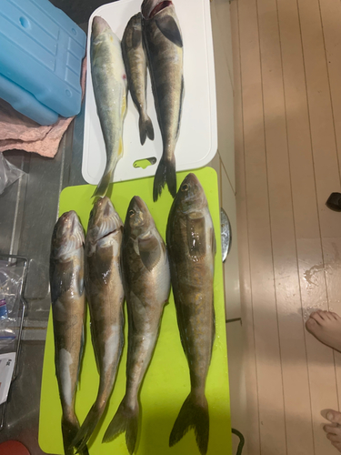 コマイの釣果